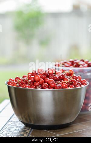 Un bol rempli de cerises mûres fraîchement cueillies de l'arbre. Fruits d'été Banque D'Images