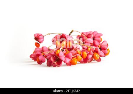 Euonymus europaeus, connu sous le nom de fuseau isolé sur un fond blanc.C'est un arbuste à feuilles caduques de la famille des Celastraceae.Les baies sont toxiques. Banque D'Images