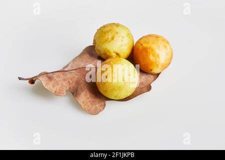 Cynips quercusfolii boulettes sur feuille de chêne sur fond blanc.Le chêne de la Galle est causé par l'insecte Cynips gallae tinctoriae Banque D'Images