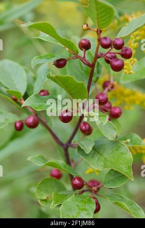 Baies de l'argousier (Frangula alnus).Branches de Frangula alnus aux baies noires et rouges.Fruits de Frangula alnus Banque D'Images