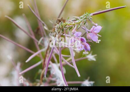 Le cyprès à feuilles étroites (chamaenerion angustifolium ou epilobium angustifolium) se déforme en été. Banque D'Images