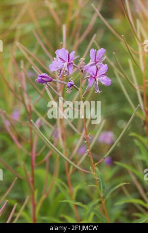 Le cyprès à feuilles étroites (chamaenerion angustifolium ou epilobium angustifolium) se déforme en été. Banque D'Images