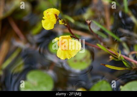 Utricularia vulgaris, une sorte de plante carnivore, pousse dans l'étang.Bladdermoort - Utricularia australis Banque D'Images