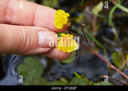 Utricularia vulgaris, une sorte de plante carnivore, pousse dans l'étang.Bladdermoort - Utricularia australis Banque D'Images