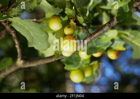 Cynips quercusfolii boulettes sur feuilles de chêne dans un habitat réel.Le chêne de la Galle est causé par l'insecte Cynips gallae tinctoriae Banque D'Images