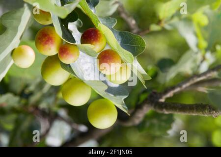 Cynips quercusfolii boulettes sur feuilles de chêne dans un habitat réel.Le chêne de la Galle est causé par l'insecte Cynips gallae tinctoriae Banque D'Images