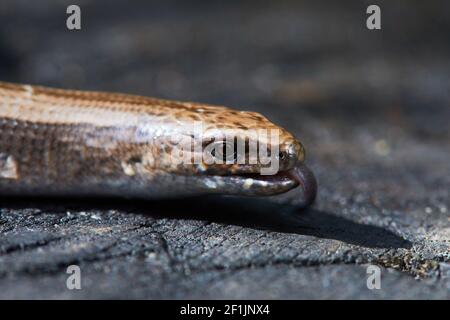 Gros plan sur le ver de ralentissement, également connu sous le nom de ver à l'aveugle (Anguis fragilis), un lézard sans vergeure sur une souche d'arbre. Banque D'Images