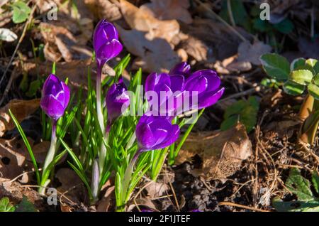 Crocus, Crocus tommasinianus 'Ruby Giant', début du printemps. Photo de haute qualité Banque D'Images