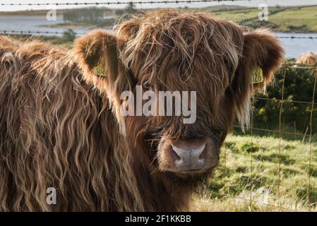 Un gros plan de la face d'un veau de bovins des Highlands - Bos taurus taureau - sur Bodmin Moor en Cornouailles. Banque D'Images