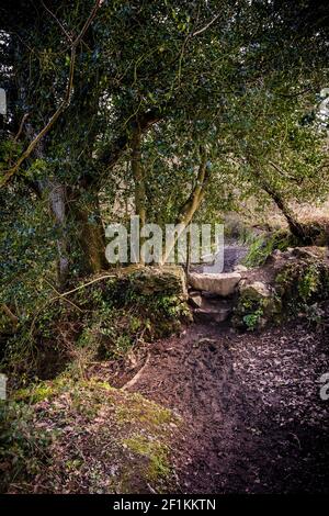 Une vieille pierre s'entaille dans l'atmosphère de la forêt de Metha dans la vallée de Lappa, près de St Newlyn East, en Cornouailles. Banque D'Images