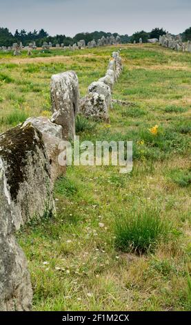 Vue verticale des alignements de pierre debout de Carnac in Bretagne Banque D'Images