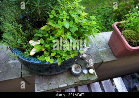 Herbes culinaires poussant dans un pot sur le rebord de la fenêtre du balcon cultiver des herbes poussant de la menthe Banque D'Images