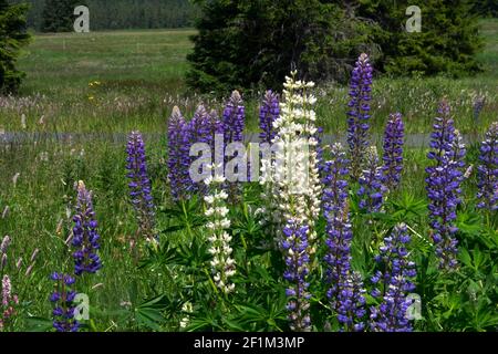 Lupins, fleurs sauvages qui poussent sur la prairie montagneuse Ore Mountains République tchèque Banque D'Images