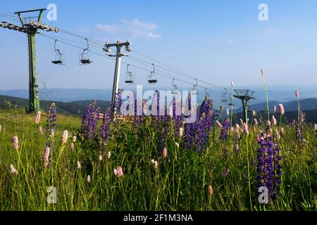 Lupins, fleurs sauvages poussant sur le paysage de prairies de montagne Monts du minerai République tchèque plantes de prairie d'été Paysage d'été Banque D'Images