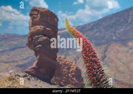 Echium wildpretii .célèbre doigt de Dieu rock dans le parc national du Teide. L'île de Tenerife, Canaries - Espagne Banque D'Images