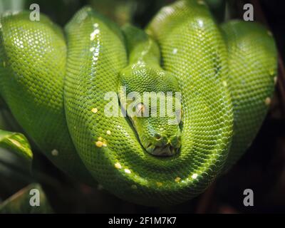 Le python vert (morelia viridis) s'enroule confortablement sur une branche d'arbre (espèce de serpent de la famille des pythonidae). Zoo de Paris. Banque D'Images