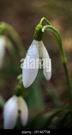 Macrophoto des chutes de neige avec rosée en plein air tôt le matin. Fleurs du premier printemps, lumière du soleil. Banque D'Images