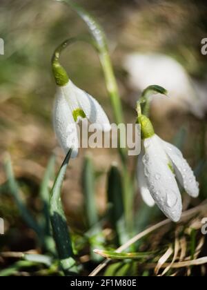 Macrophoto des chutes de neige avec rosée en plein air tôt le matin. Fleurs du premier printemps, lumière du soleil. Banque D'Images