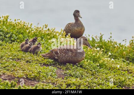 Un canard d'Eider, Somateria mollissima, avec des poussins sur l'intérieur de Farne, les îles Farne, Northumberland, nord-est de l'Angleterre, Grande-Bretagne. Banque D'Images