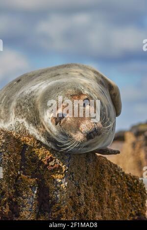 Un phoque gris de l'Atlantique, Halichoerus grypus, sur l'île de Longstone, les îles Farne, près des Seahouses, Northumberland, nord-est de l'Angleterre, Grande-Bretagne. Banque D'Images