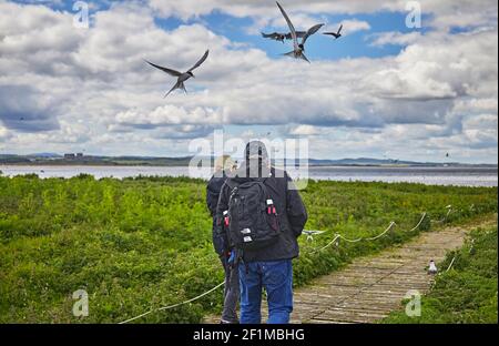 Sternes arctiques, Sterna paradisaea, défendant leurs sites de reproduction contre les visiteurs, dans l'intérieur de la Farne, les îles Farne, Northumberland, Angleterre, ROYAUME-UNI. Banque D'Images