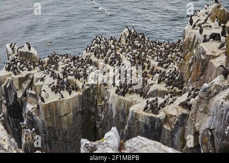 Guillemots, Uria aalge, nichant sur les falaises de l'intérieur de Farne, dans les îles Farne, près des Seahouses, Northumberland, nord-est de l'Angleterre, Grande-Bretagne. Banque D'Images