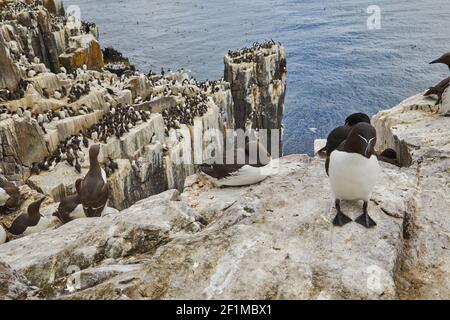 Guillemots, Uria aalge, plus des cerfs, des Razorbites et des Kittiwalks, nichant sur les falaises de l'intérieur de Farne, dans les îles Farne, Northumberland, Angleterre. Banque D'Images