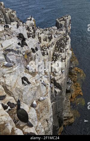 Guillemots, Uria aalge, plus des cerfs, des Razorbites et des Kittiwalks, nichant sur les falaises de l'intérieur de Farne, dans les îles Farne, Northumberland, Angleterre. Banque D'Images