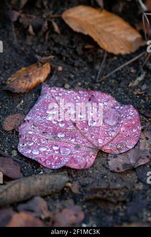 Goutte d'eau sur une feuille d'automne Banque D'Images