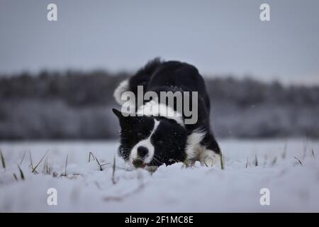 Funny Border Collie court dans la neige pendant la journée de l'ombre froide. Chien noir et blanc sur le terrain en hiver. Banque D'Images