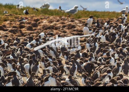 A Kittiwake, Rissa tridactyla, patrouillant au-dessus d'une colonie reproductrice de Guillemot sur l'île de Staple, dans les îles Farne, Northumberland, Angleterre, Royaume-Uni. Banque D'Images