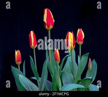 Édimbourg, Écosse, Royaume-Uni. 9 mars 2021. Ces Tulips rouges et jaunes commencent à fleurir encouragés par le temps plus doux la semaine dernière, mais ils sont lents à s'ouvrir en raison de la température actuelle étant de 7 degrés centigrade avec ciel nuageux malheureusement, les gales et la pluie sont sur le chemin au cours des deux prochains jours. Banque D'Images