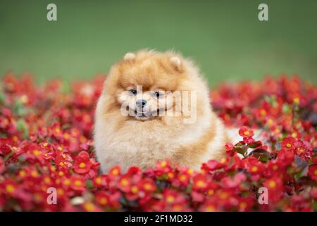 Mignon petit chien pomeranian de spitz assis dans des fleurs d'été et souriant. Portrait d'animal de compagnie dans la nature. Banque D'Images