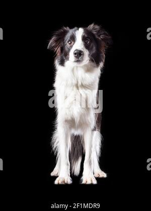 Portrait isolé de Border collie race chien de noir et couleur blanche sur fond noir Banque D'Images