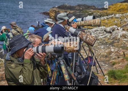 Les photographes de la faune se réunissent pour photographier des macareux sur l'île de Staple, dans les îles Farne, près des Seahouses, Northumberland, Angleterre, Grande-Bretagne. Banque D'Images