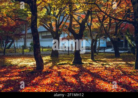 la couleur d'automne laisse des érables au temple de nanzenji à kyoto, au japon Banque D'Images