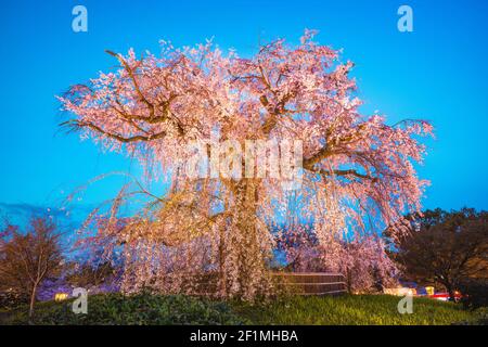 Cerisier pleurant dans le parc Maruyama, Kyoto, Japon la nuit Banque D'Images