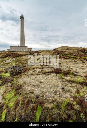 Le phare de Gatteville avec des rochers et des algues au premier plan Banque D'Images