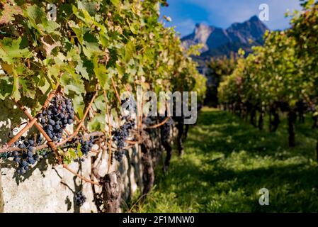 Gros plan de raisins Pinot Noir très mûrs dans un petit vignoble dans les montagnes Banque D'Images
