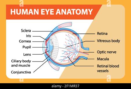 Schéma de l'anatomie de l'œil humain avec illustration de l'étiquette Illustration de Vecteur