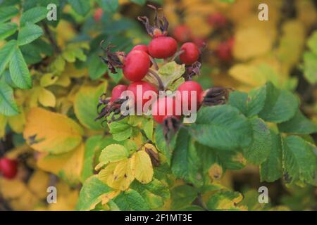 Arbuste à rosehip aux fruits rouges Banque D'Images