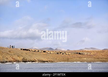 (210309) -- LHASSA, le 9 mars 2021 (Xinhua) -- UN troupeau de moutons quitte une île sur le lac gelé Puma Yumco, dans la région autonome du Tibet du sud-ouest de la Chine, le 6 mars 2021. Chaque année, au plus froid, au village de Dowa, à 5,070 mètres au-dessus du niveau de la mer, des milliers de moutons traversent l'eau gelée jusqu'aux îles du lac Puma Yumco, l'un des plus hauts lacs du monde. Les bergers passent généralement un mois avec les animaux sur les îles, où l'herbe pousse à la taille. Lorsque le printemps approche, les troupeaux de moutons seront ramenés à leur ancien habitat, en traversant à nouveau le lac gelé Banque D'Images