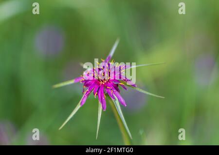 Tragopogon porrifolius, plante star de Jérusalem en fleur Banque D'Images