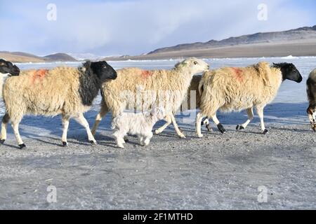 (210309) -- LHASSA, le 9 mars 2021 (Xinhua) -- UN troupeau de moutons marche sur le lac gelé Puma Yumco lors de leur migration annuelle dans la région autonome du Tibet du sud-ouest de la Chine, le 6 mars 2021. Chaque année, au plus froid, au village de Dowa, à 5,070 mètres au-dessus du niveau de la mer, des milliers de moutons traversent l'eau gelée jusqu'aux îles du lac Puma Yumco, l'un des plus hauts lacs du monde. Les bergers passent généralement un mois avec les animaux sur les îles, où l'herbe pousse à la taille. Lorsque le printemps approche, les troupeaux de moutons seront ramenés à leur ancien habitat, en traversant le lac a gelé Banque D'Images