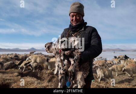 (210309) -- LHASSA, le 9 mars 2021 (Xinhua) -- UN homme de troupeau tenant des agneaux près du lac gelé Puma Yumco, dans la région autonome du Tibet du sud-ouest de la Chine, le 6 mars 2021. Chaque année, au plus froid, au village de Dowa, à 5,070 mètres au-dessus du niveau de la mer, des milliers de moutons traversent l'eau gelée jusqu'aux îles du lac Puma Yumco, l'un des plus hauts lacs du monde. Les bergers passent généralement un mois avec les animaux sur les îles, où l'herbe pousse à la taille. Lorsque le printemps approche, les troupeaux de moutons seront ramenés à leur ancien habitat, en traversant à nouveau le lac gelé avant le melti Banque D'Images