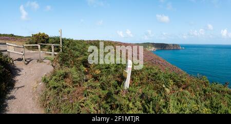 Sentier de randonnée côtier à travers les prés de lilas et de bruyère pourpre La côte d'Émeraude dans le nord de la France Banque D'Images