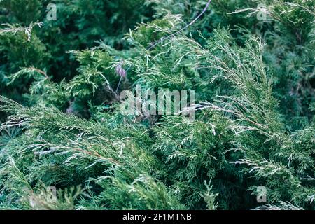 Genévrier rampant dans le jardin. Texture des branches vertes et des feuilles de genévrier. Arbustes luxuriants d'une plante vert vif dans un jardin botanique. Banque D'Images