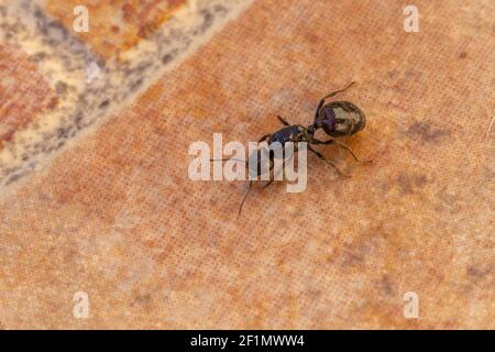 Messor barbarus, Barbarie Harvester-Ant Queen Banque D'Images