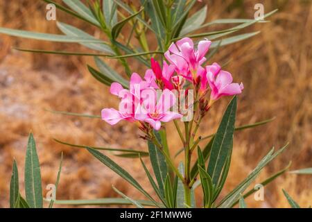 NERIUM oléander, fleur d'Oleander rose Banque D'Images