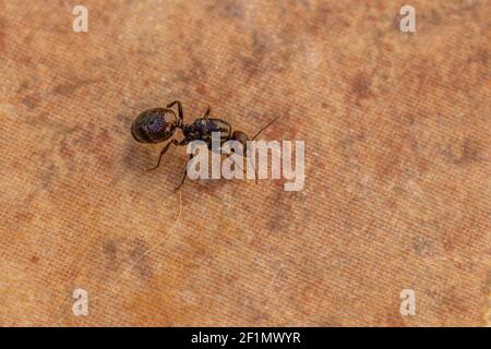 Messor barbarus, Barbarie Harvester-Ant Queen Banque D'Images